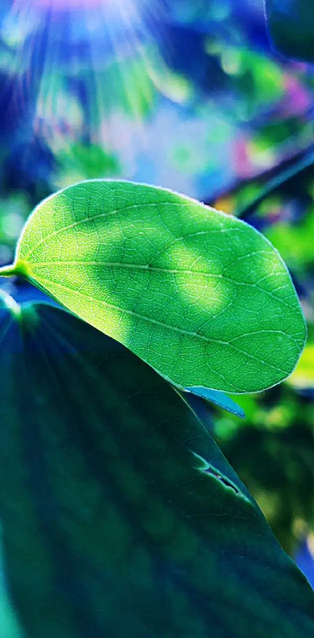 Green Leaf 