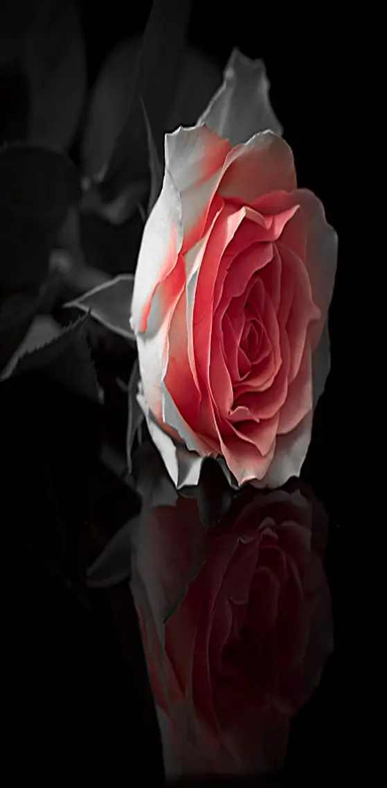 Beautiful   Rose