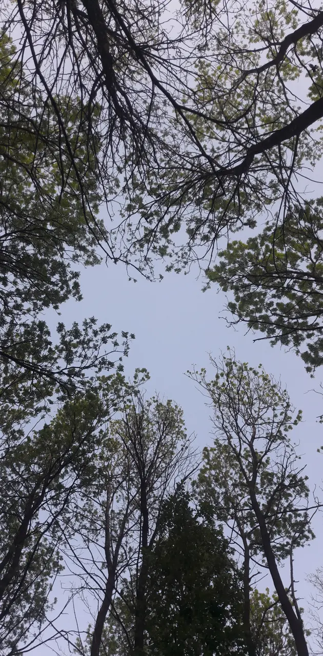 Trees sky