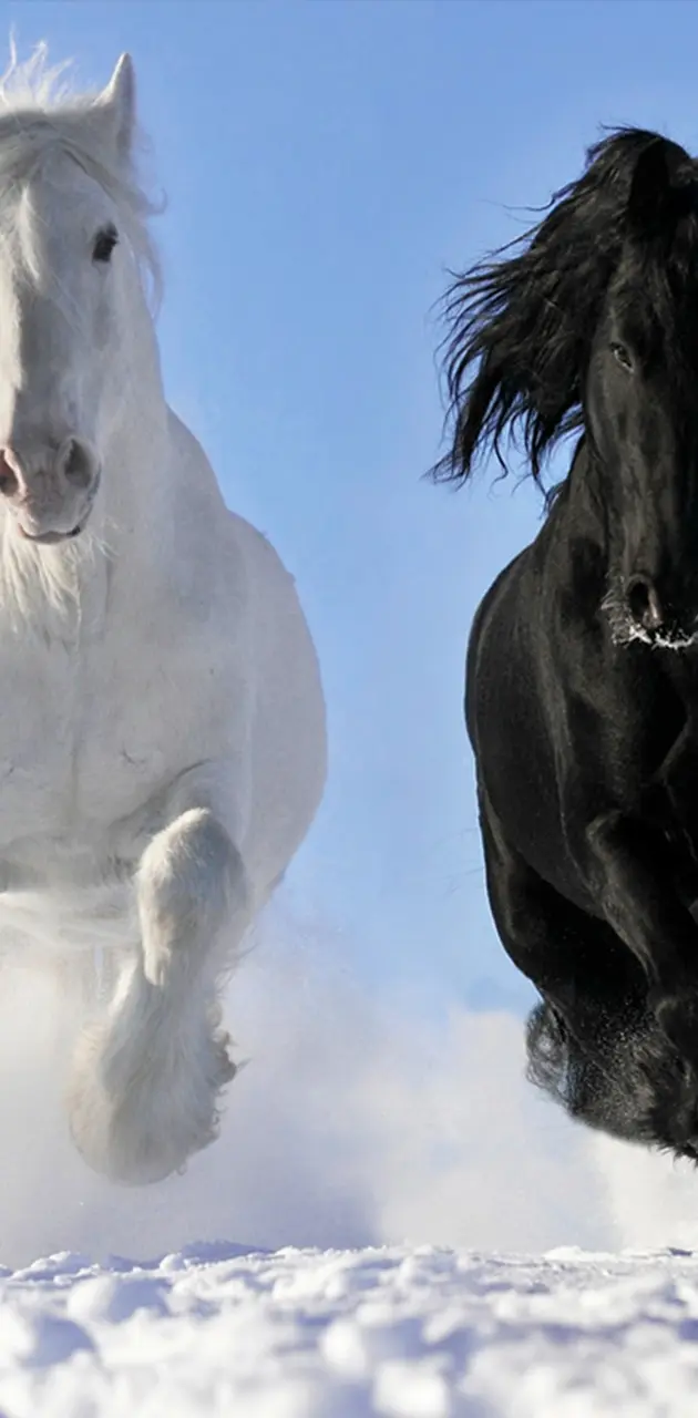 White Black Horse
