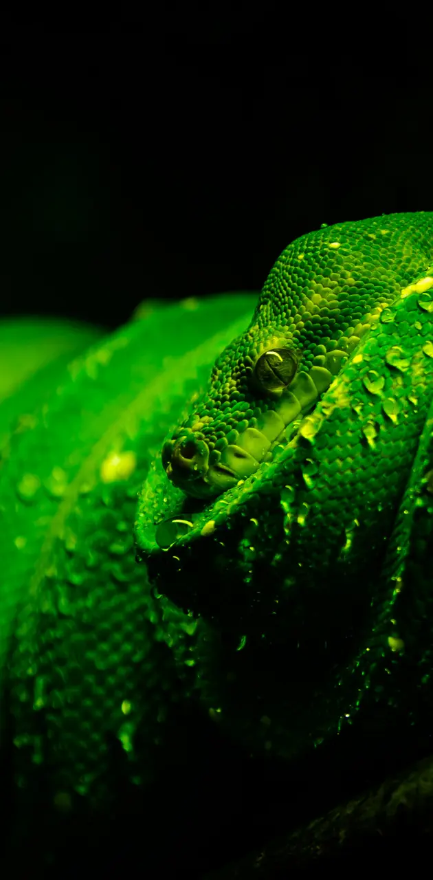 Green Snake Ipad2