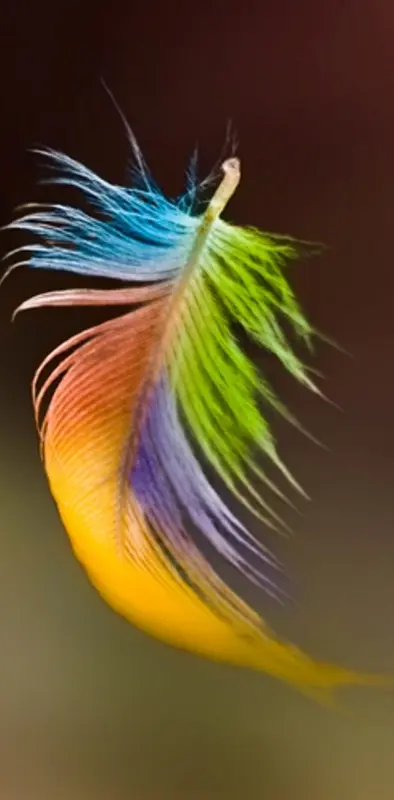 Rainbow Feather907