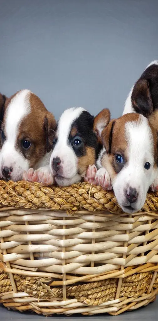 Puppies basket