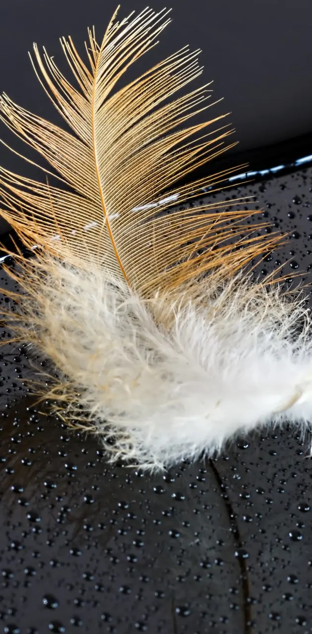 Abstract Feather Art