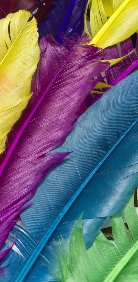 Colour Feathers