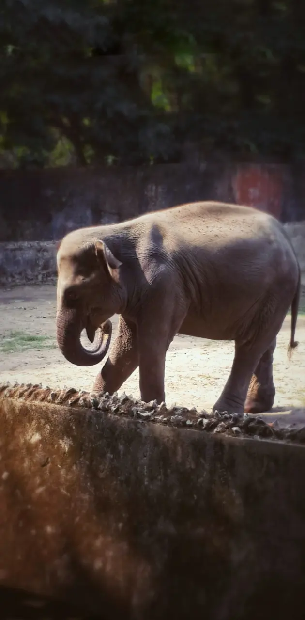 An elephante