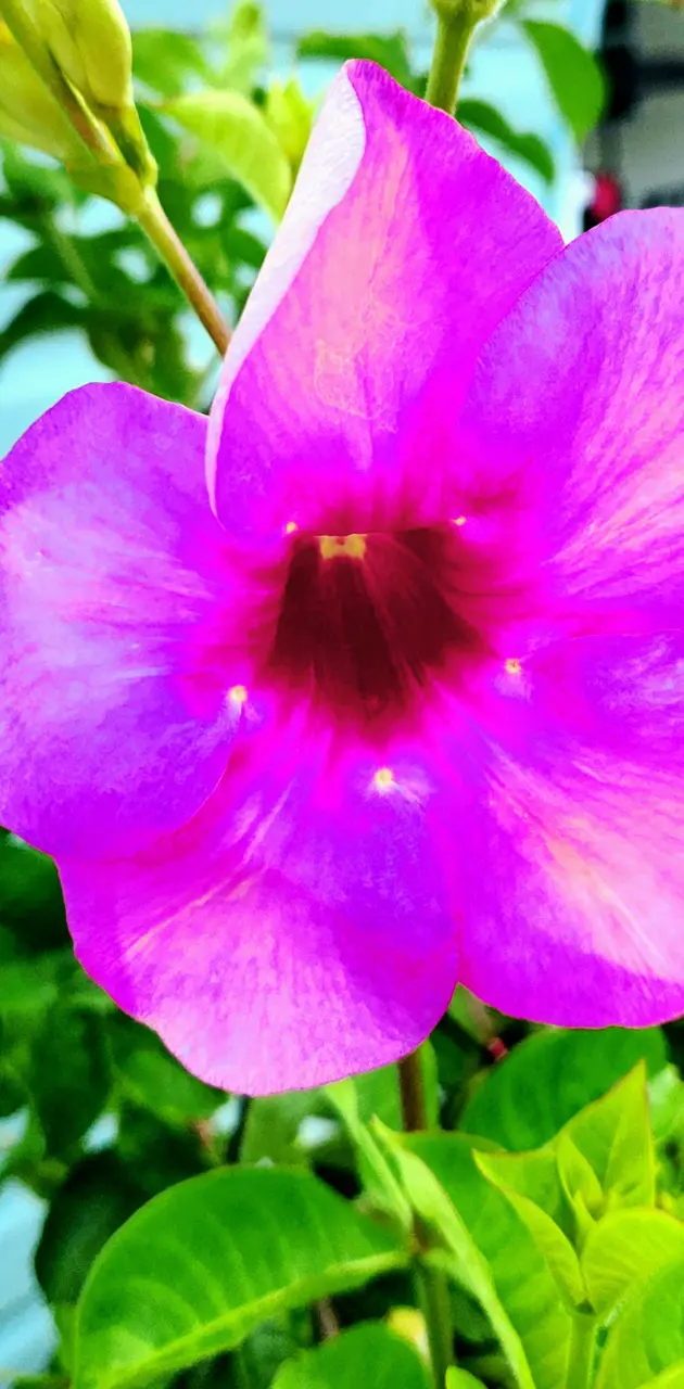 Ultraviolet flower