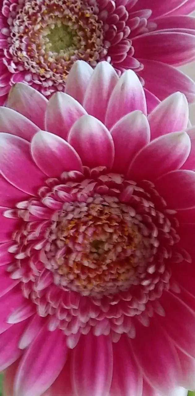 Pink PNW Flower