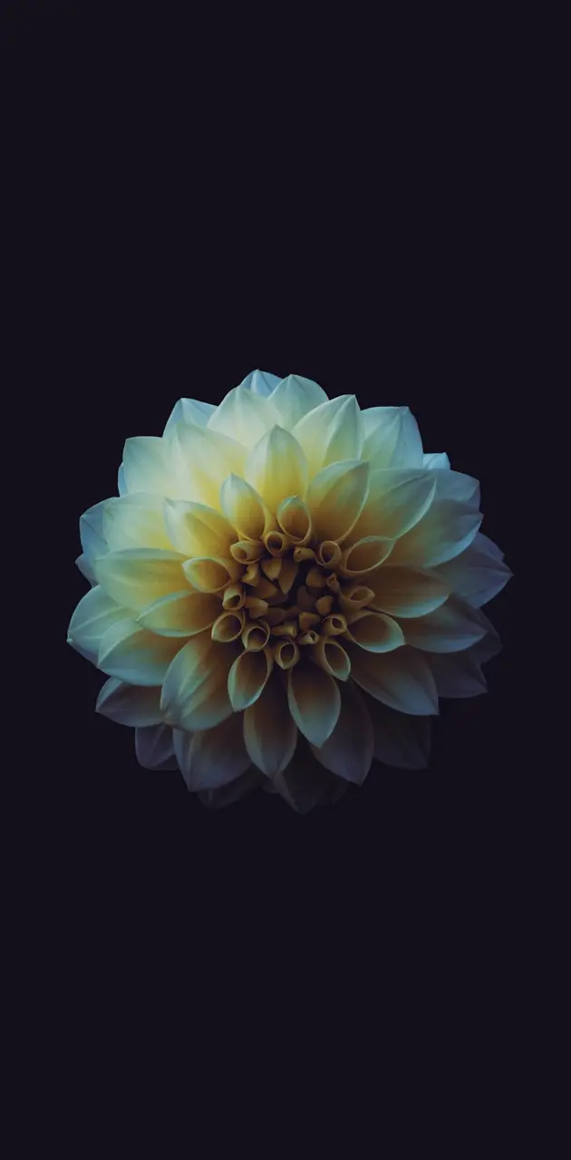 Flower HD