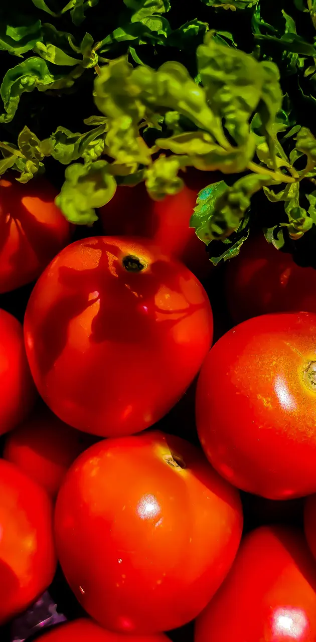 Juicy tomatoes 