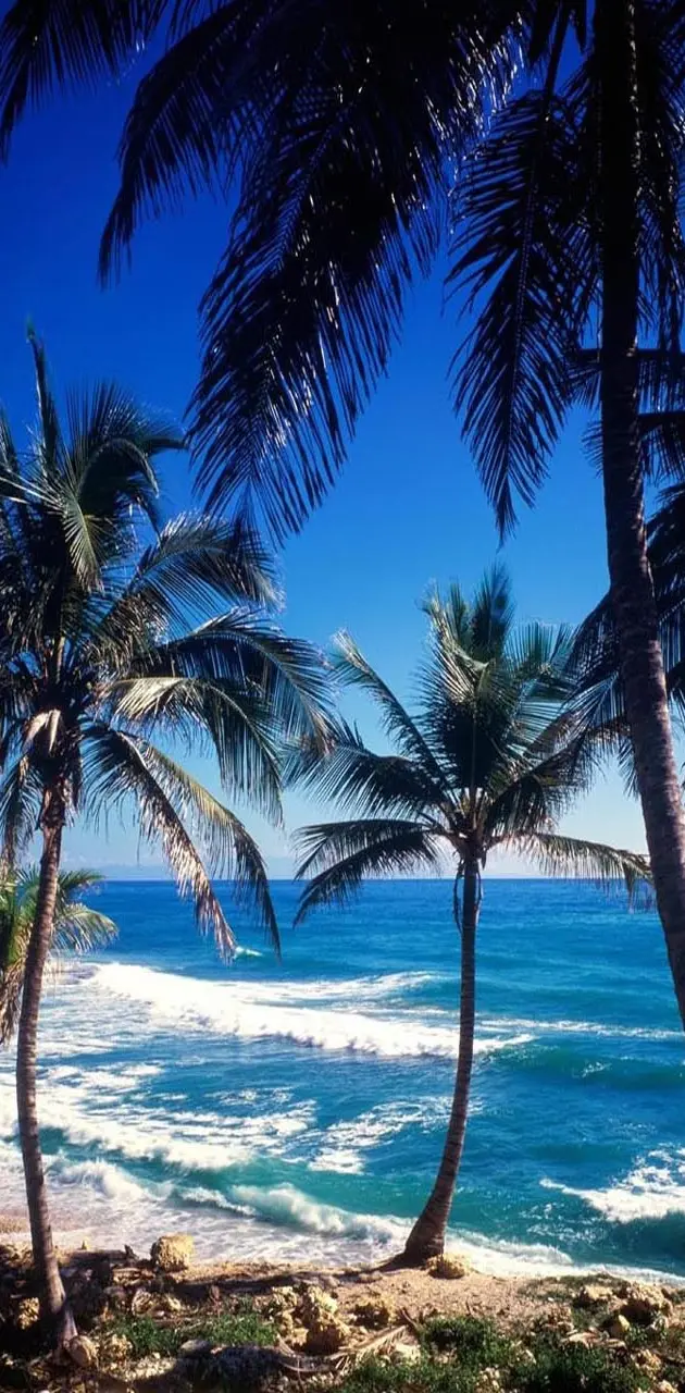 Ocean Palm tree
