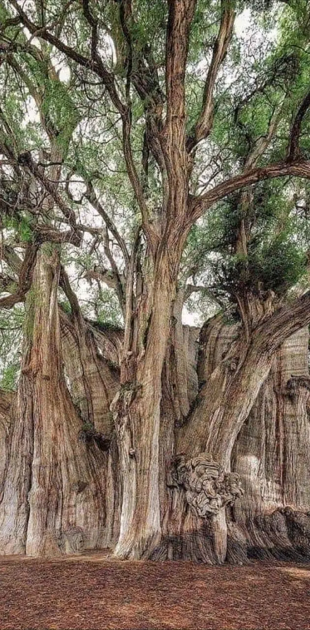 Biggest tree in world