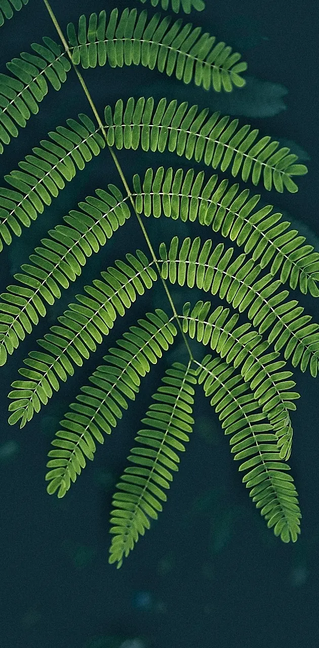 Leaf plant green