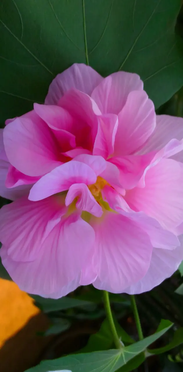 Ground Lotus Flower