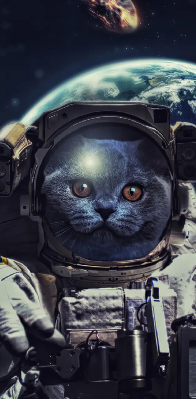 Cat in Space