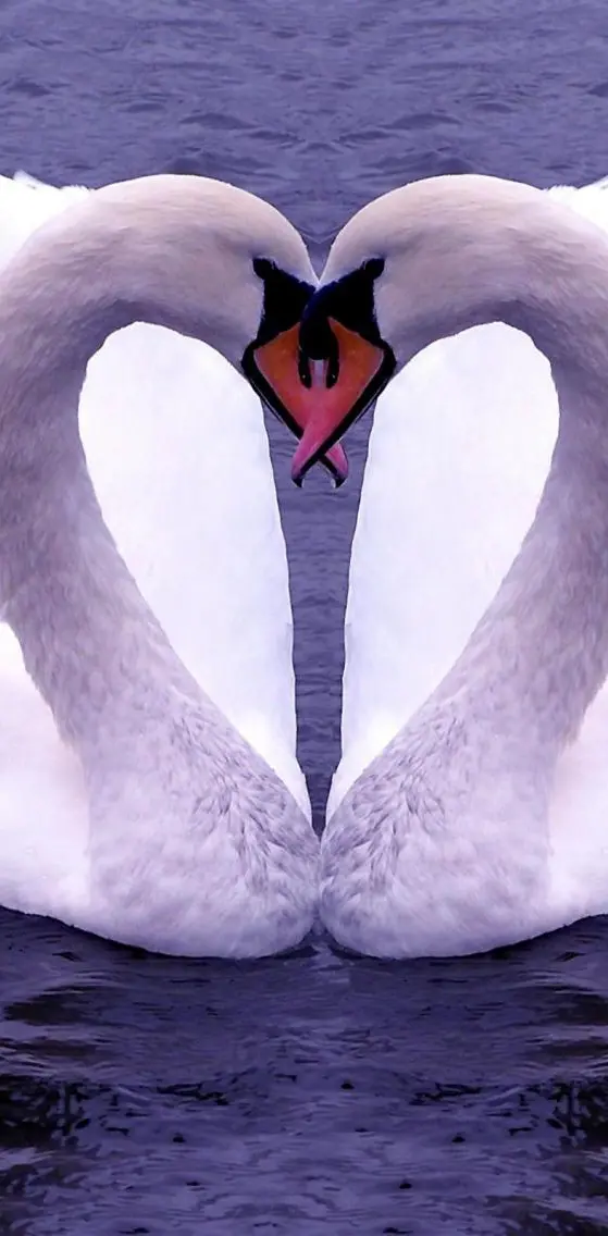 Two Loving Swans