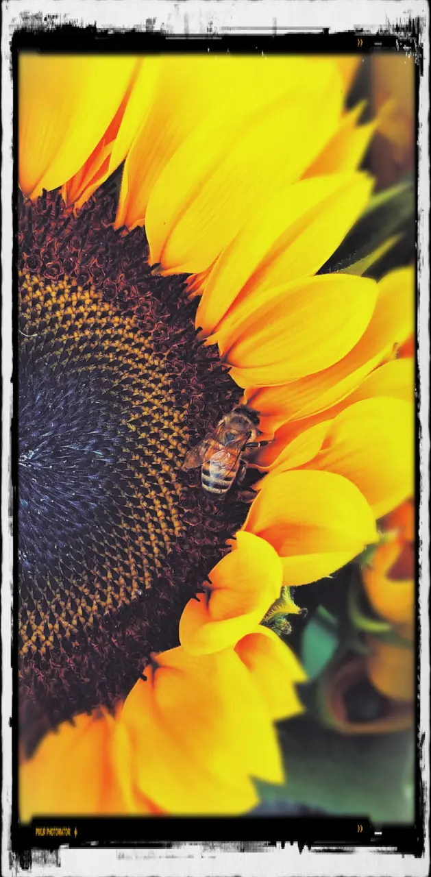 Sunflower honey bee