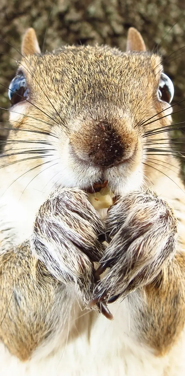 Closeup Squirrel