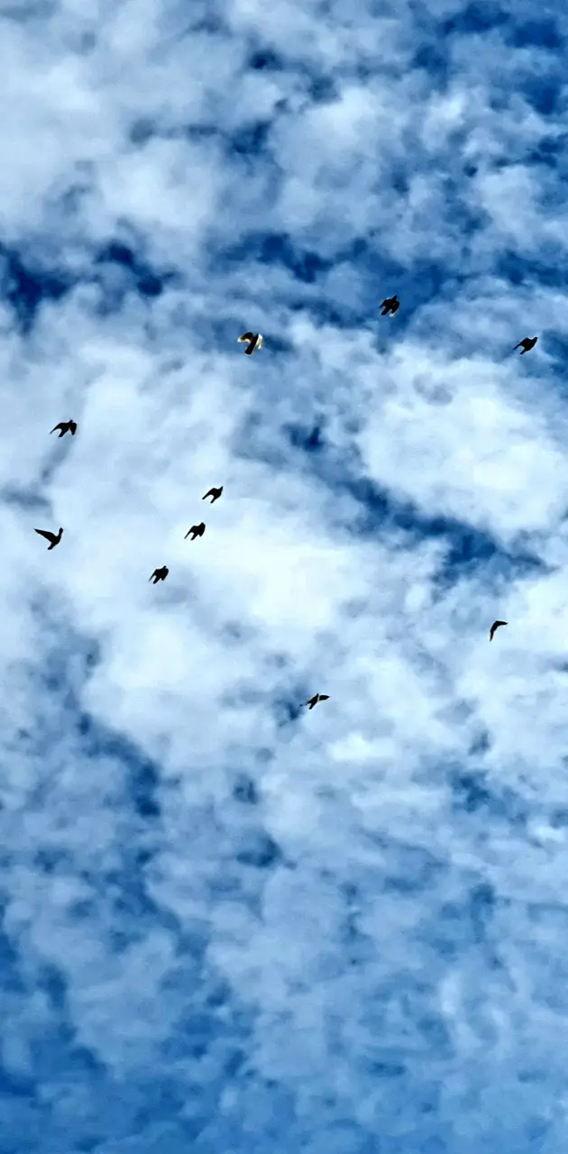 Sky with birds 