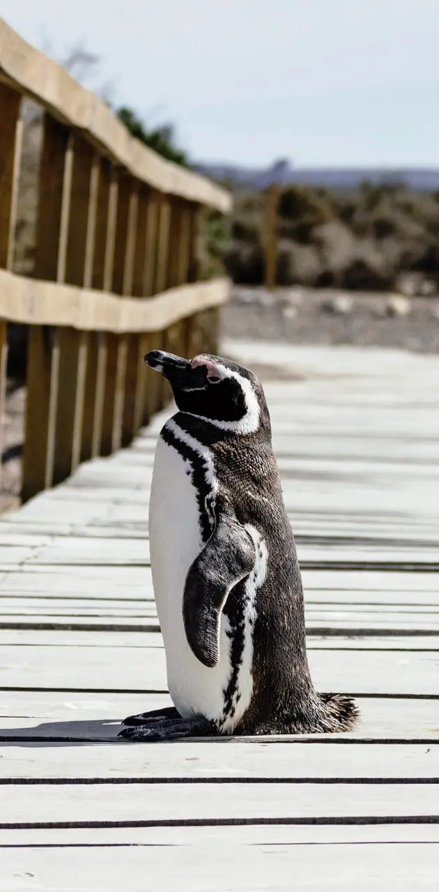 Pinguino 