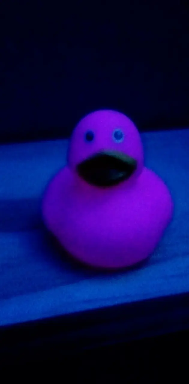 Purple duck
