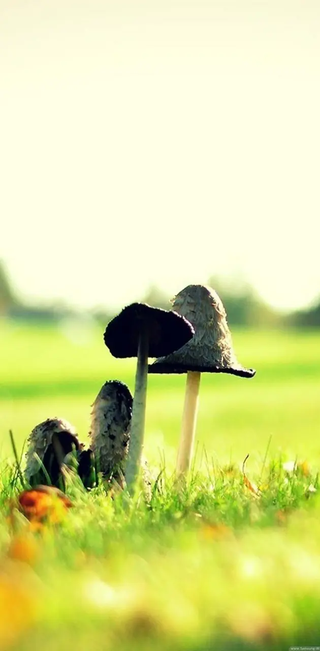 mushroom hd