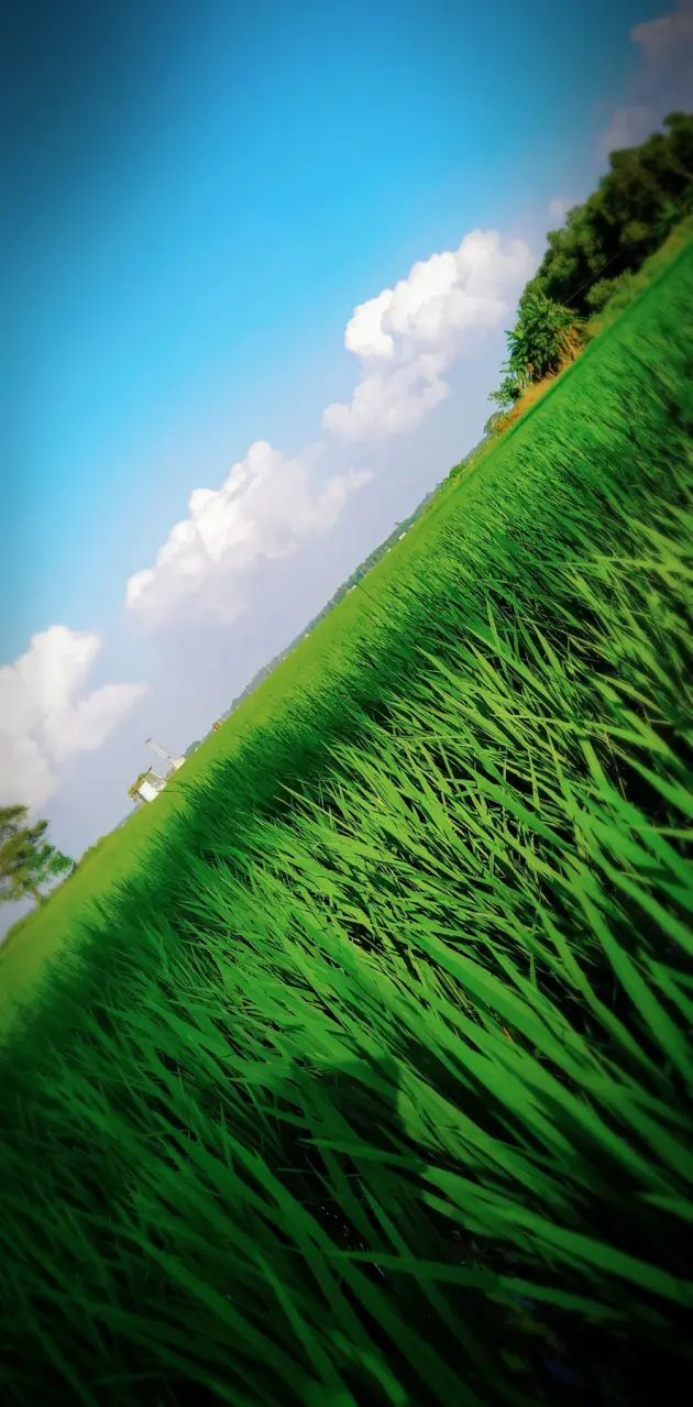 Grass beauty