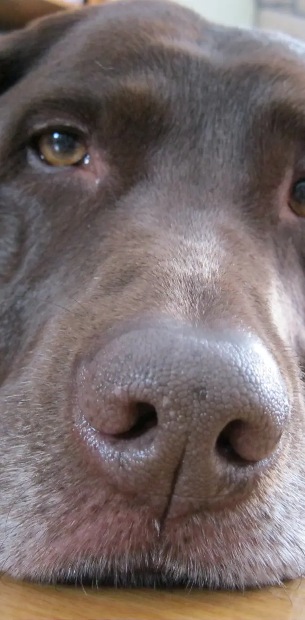 Chocolate Dog Face