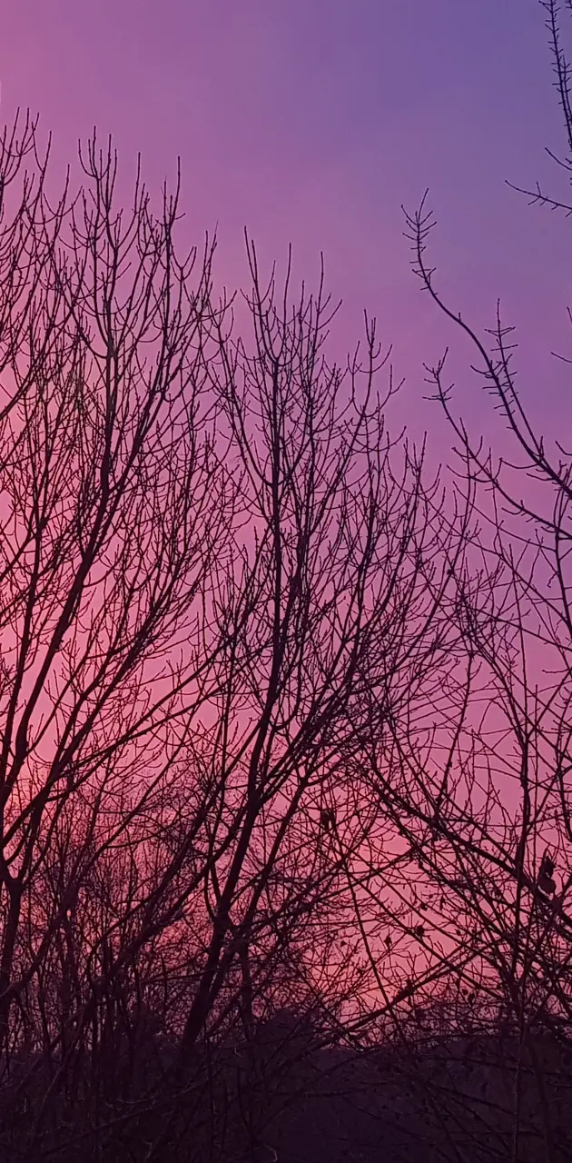 Pink purple sky