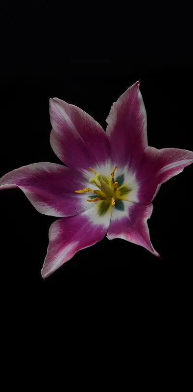 Flower Tulip 5