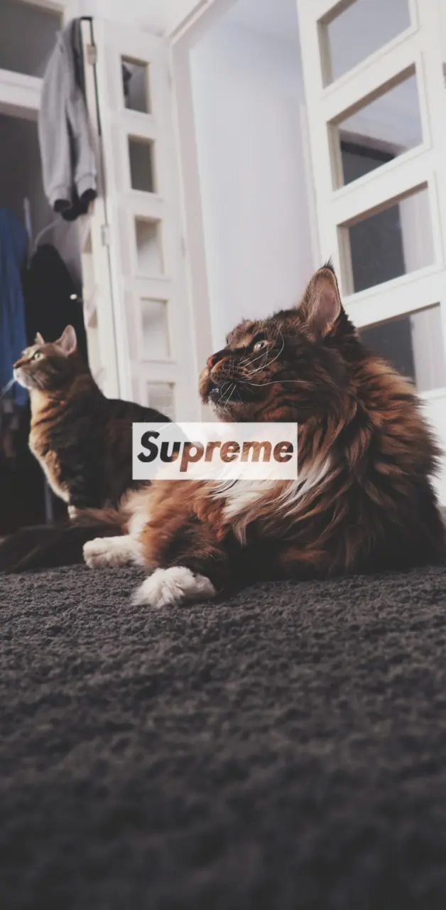 Supreme cats
