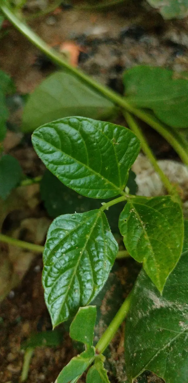 Triple green leaf