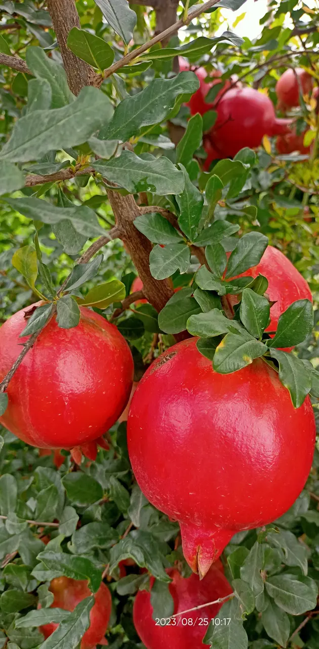 Pomegranate fruit 