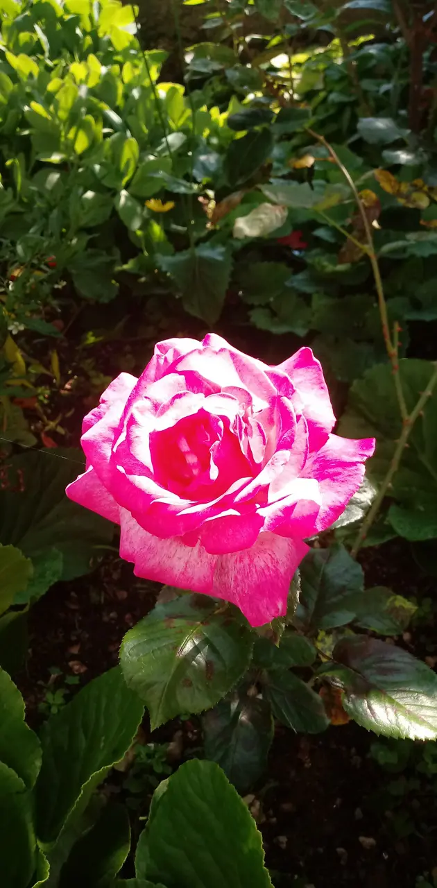Spring Rose 