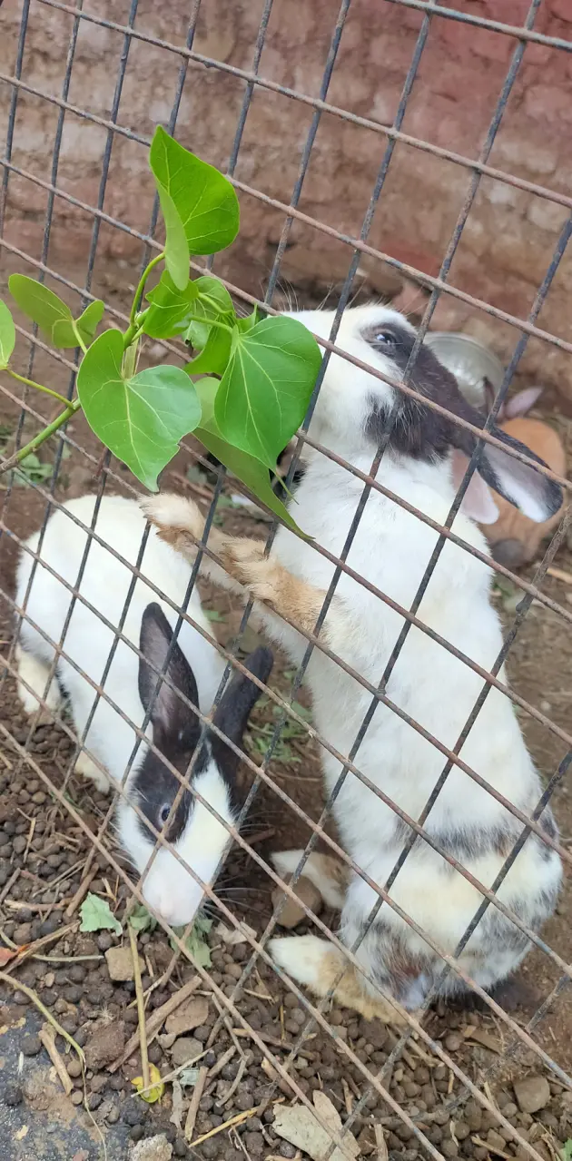 Hungry rabbit
