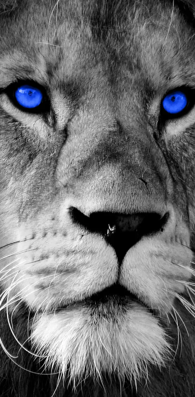 white lions with blue eyes wallpaper