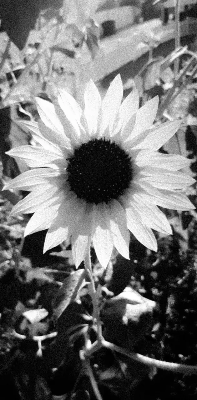 Sun flowers 