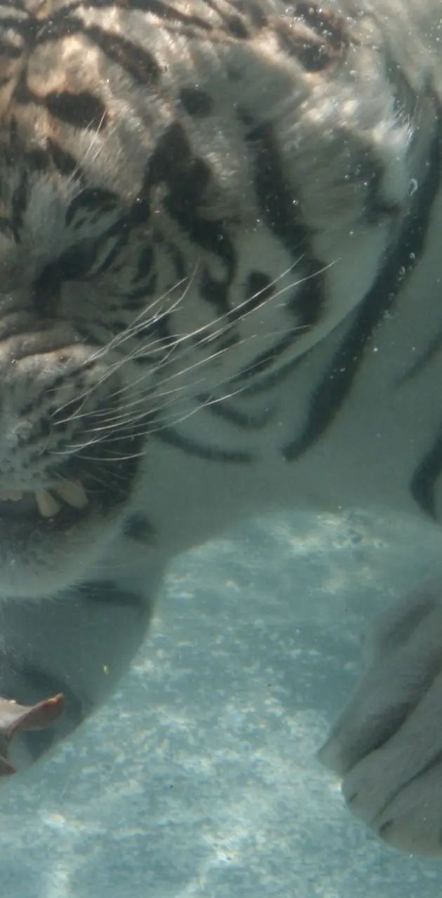 tiger underwater2