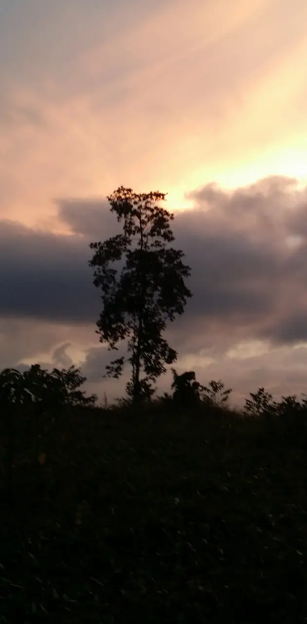 a tree in evening