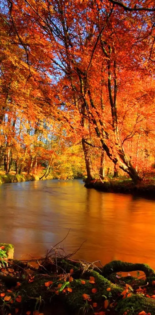 Forest river autumn