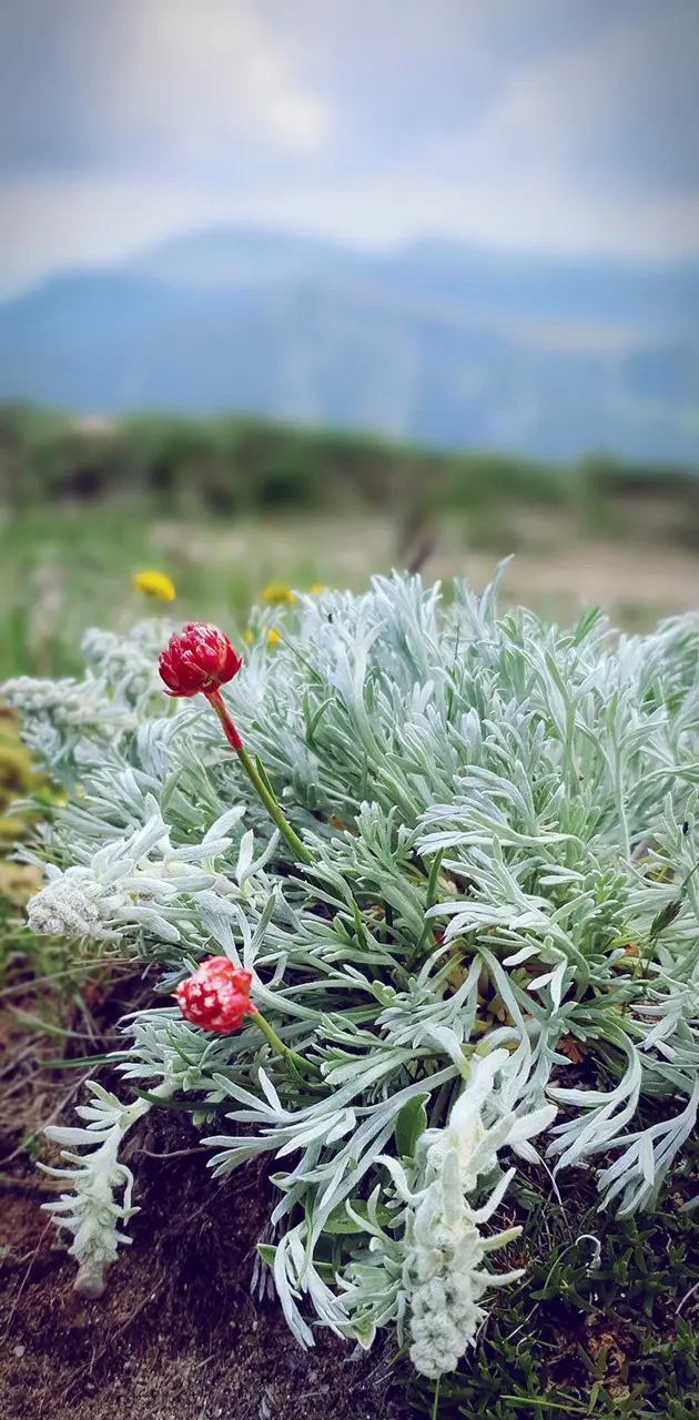 Mountain Flower