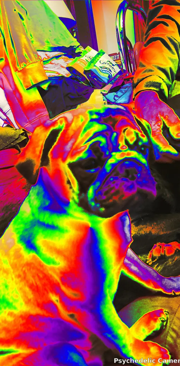 TIE DYED PUP