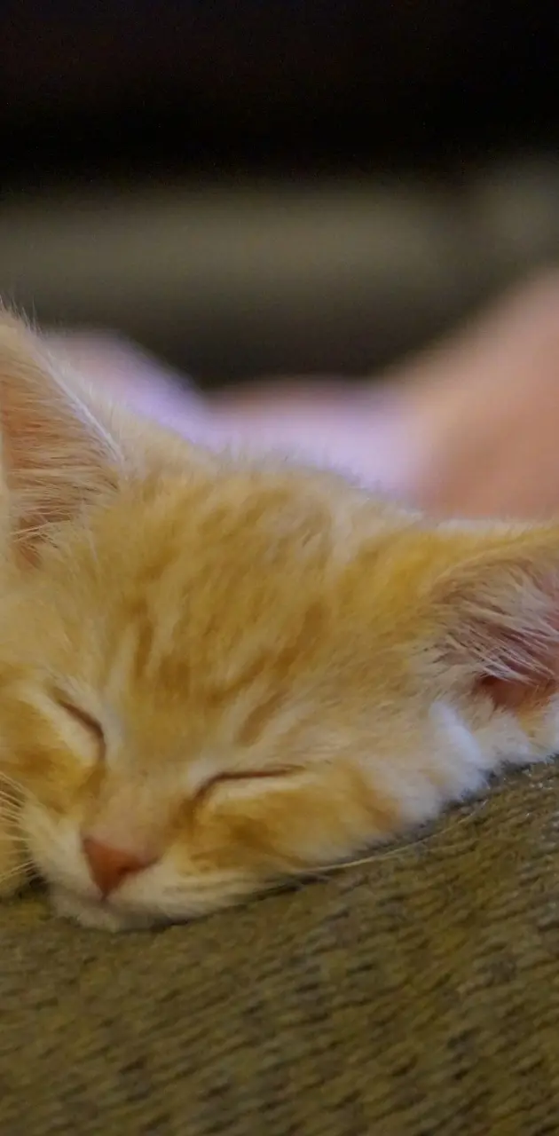 Orange Taby kitten
