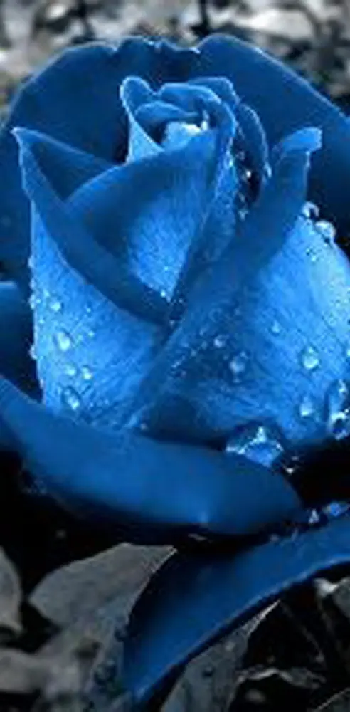 Pretty Blue Rose