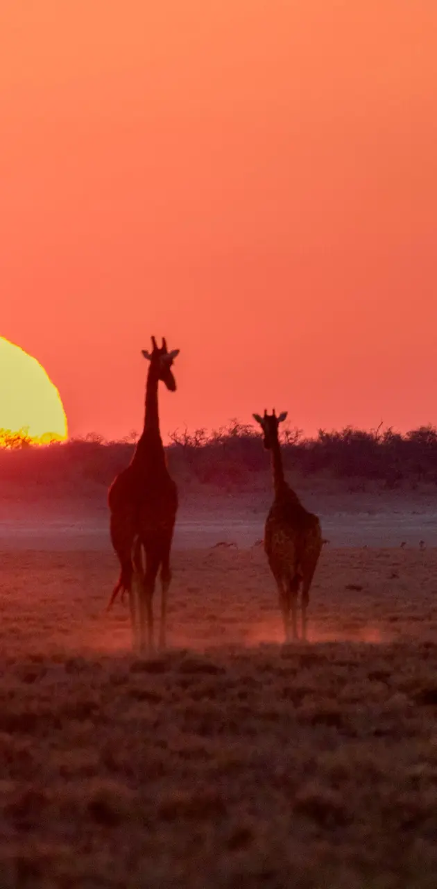 Sunset Safari