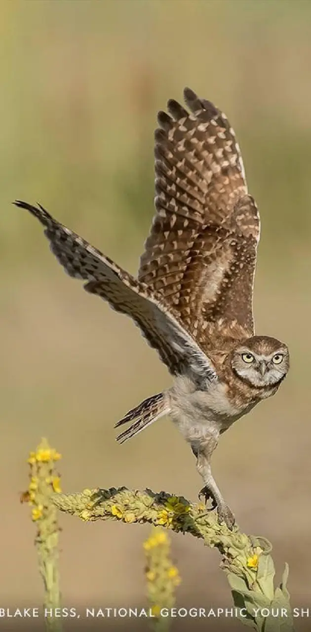 The Owl in Flight
