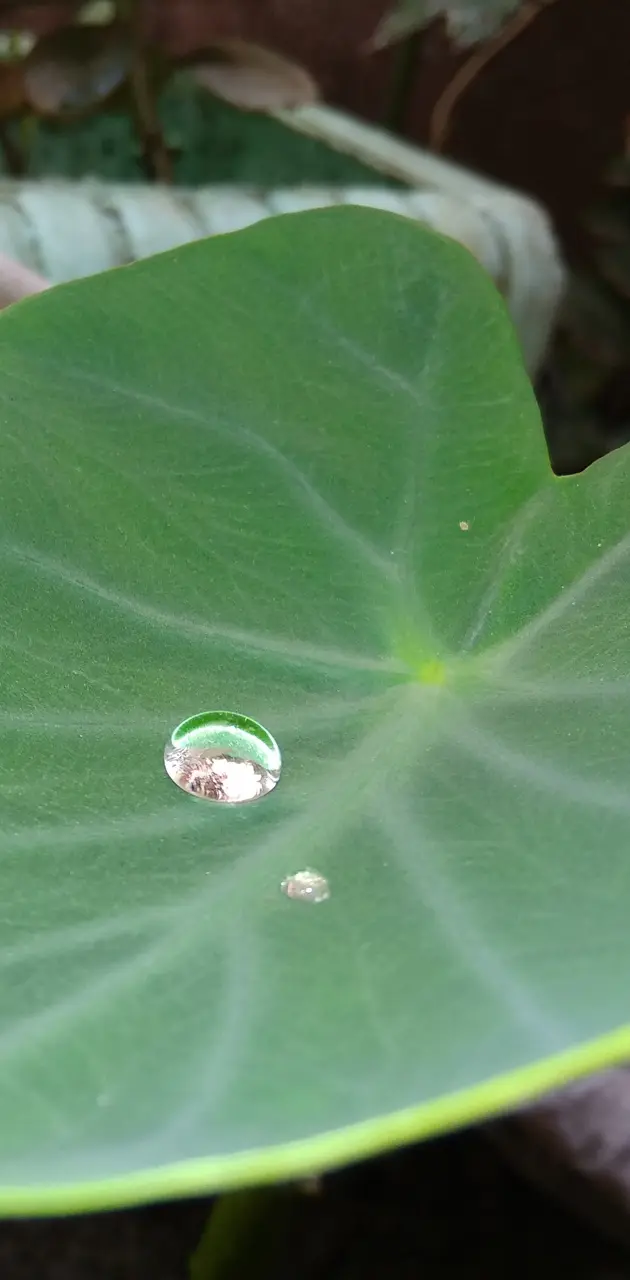 Leaf Pearl