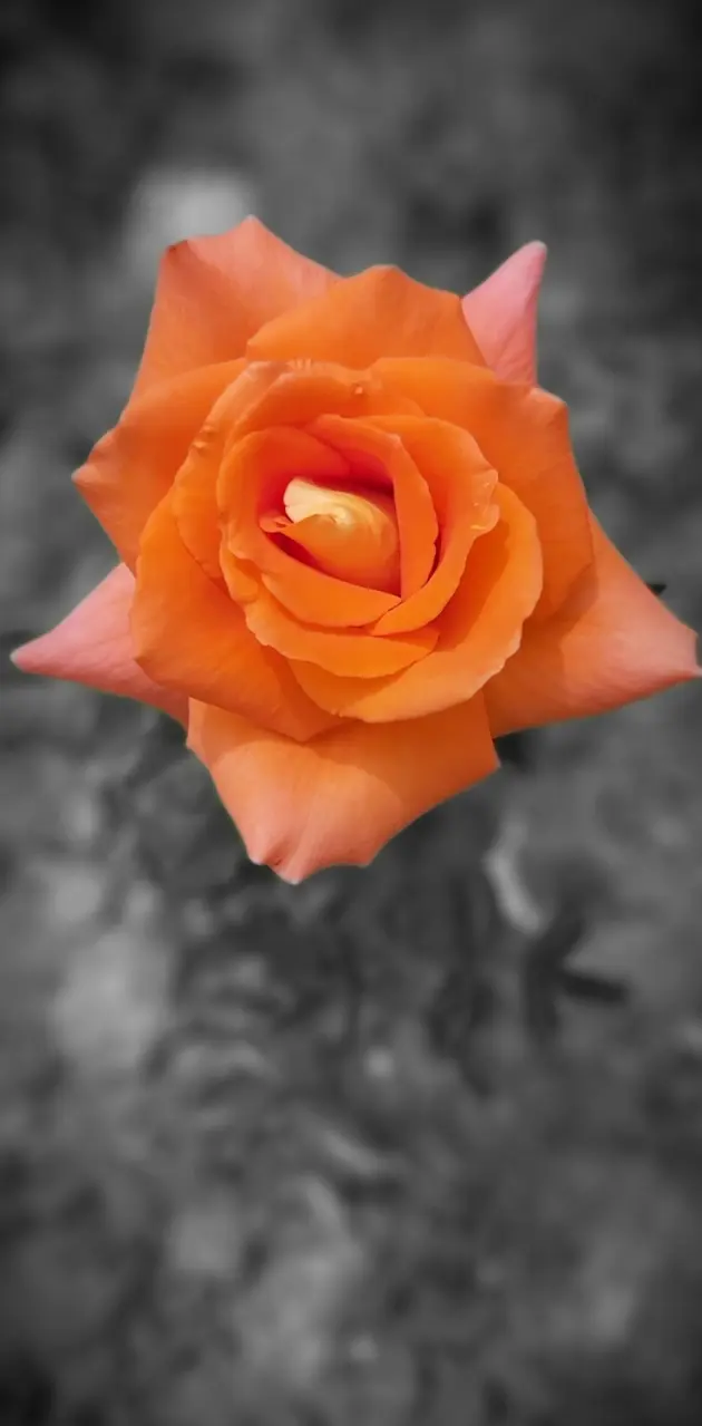 Trandafir 