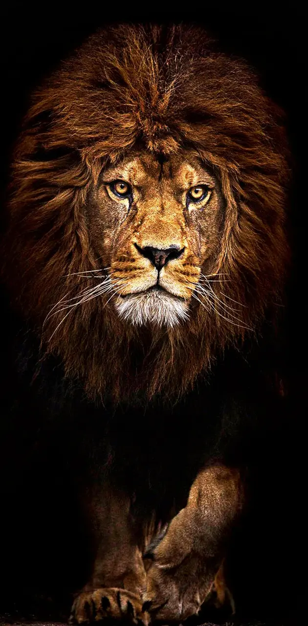 Lions pride