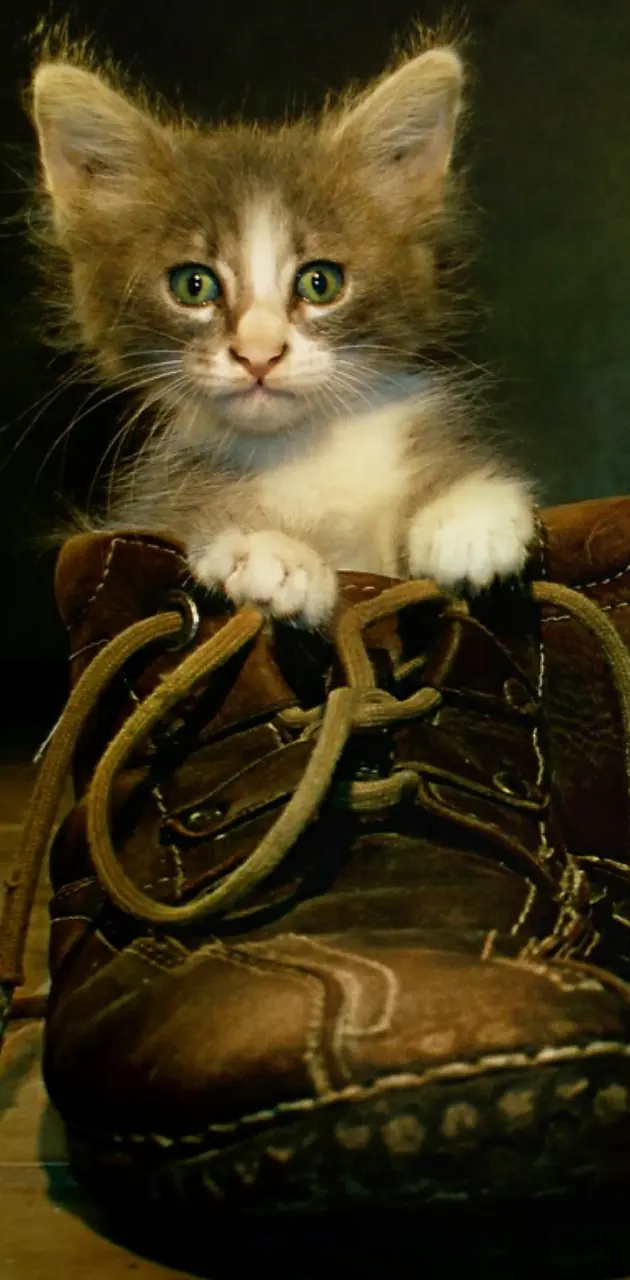 Cat in the shoes